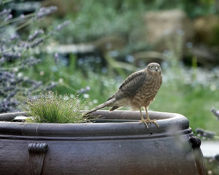 sparrowhawk